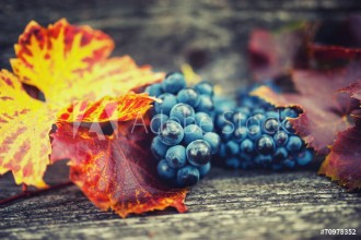 Bild på Agricultural harvest at countryside with ripe grapes and leaves